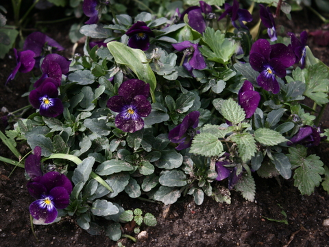 Amores-perfeitos (Viola odorata)
Fins ornamentais. Atrai polinizadores. Pode ser utilizada na confeção de saladas, licores, geleias e infusões, uma vez que o seu ciclo de produção confere segurança no consumo (não são utilizados produtos químicos).